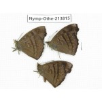 Pseudergolis wedah. China, Tibet, Motuo county, Beibeng. 3M. Nymp-Othe-213815.