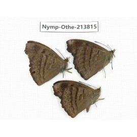 Pseudergolis wedah. China, Tibet, Motuo county, Beibeng. 3M. Nymp-Othe-213815.