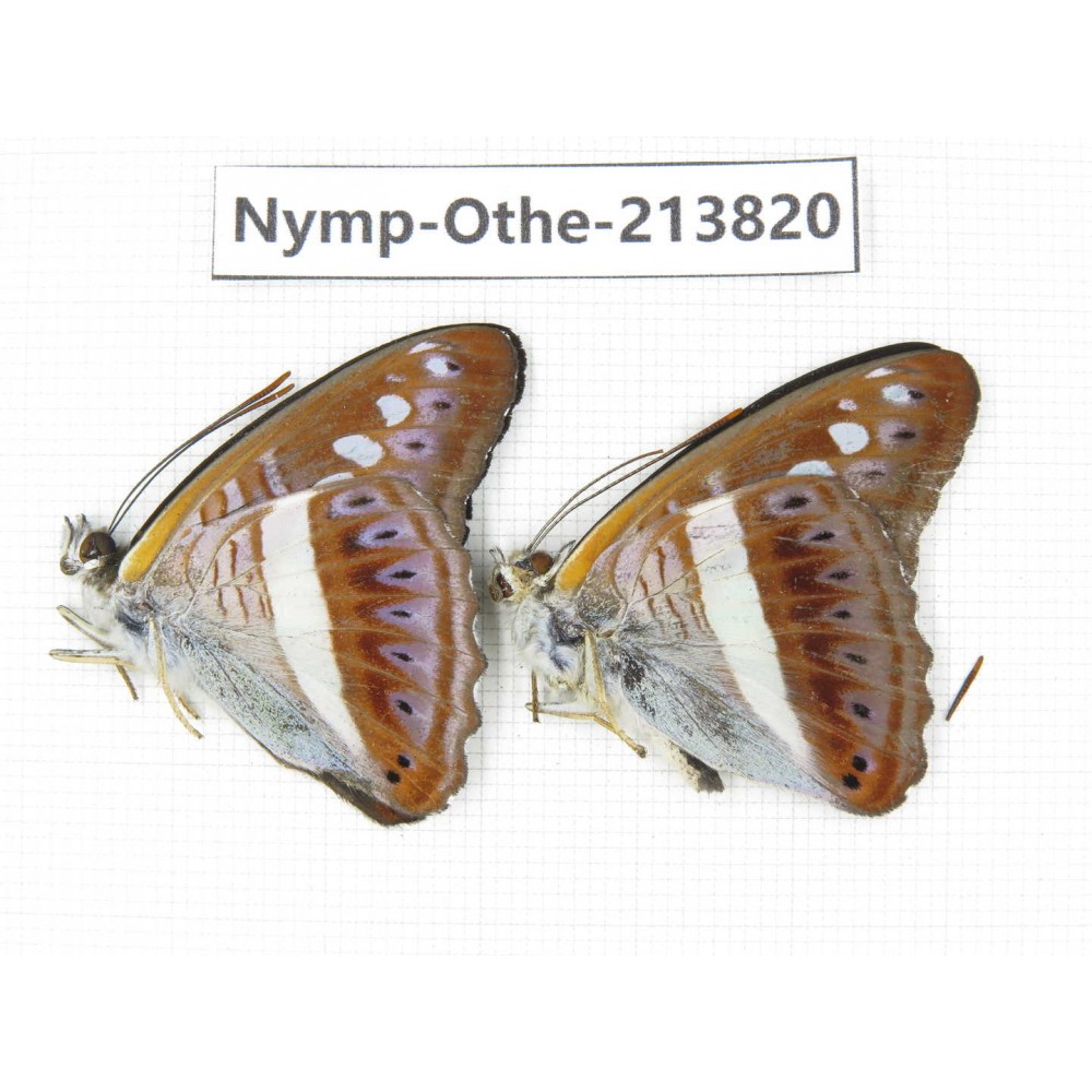 Sumalia daraxa. China, Tibet, Motuo county, Beibeng. 2M. Nymp-Othe-213820.