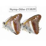 Sumalia daraxa. China, Tibet, Motuo county, Beibeng. 2M. Nymp-Othe-213820.