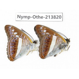 Sumalia daraxa. China, Tibet, Motuo county, Beibeng. 2M. Nymp-Othe-213820.