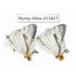 Cyrestis thyodamas ssp. China, Tibet, Motuo county, Beibeng. 2M. Nymp-Othe-213827.