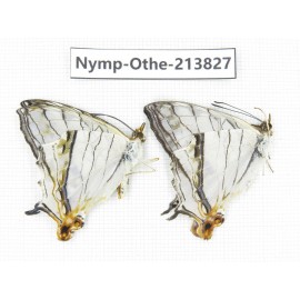 Cyrestis thyodamas ssp. China, Tibet, Motuo county, Beibeng. 2M. Nymp-Othe-213827.
