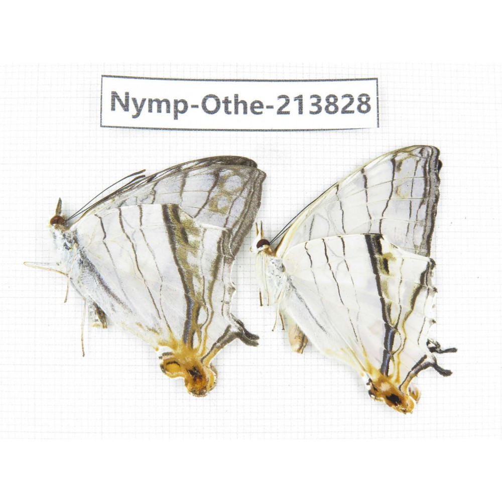 Cyrestis thyodamas ssp. China, Tibet, Motuo county, Beibeng. 2M. Nymp-Othe-213828.