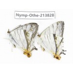 Cyrestis thyodamas ssp. China, Tibet, Motuo county, Beibeng. 2M. Nymp-Othe-213828.