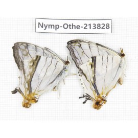 Cyrestis thyodamas ssp. China, Tibet, Motuo county, Beibeng. 2M. Nymp-Othe-213828.