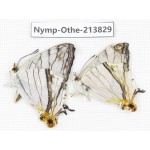 Cyrestis thyodamas ssp. China, Tibet, Motuo county, Beibeng. 2M. Nymp-Othe-213829.
