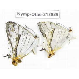 Cyrestis thyodamas ssp. China, Tibet, Motuo county, Beibeng. 2M. Nymp-Othe-213829.