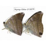 Auzakia danava. China, Tibet, Motuo county, Beibeng. 2M. Nymp-Othe-213870.