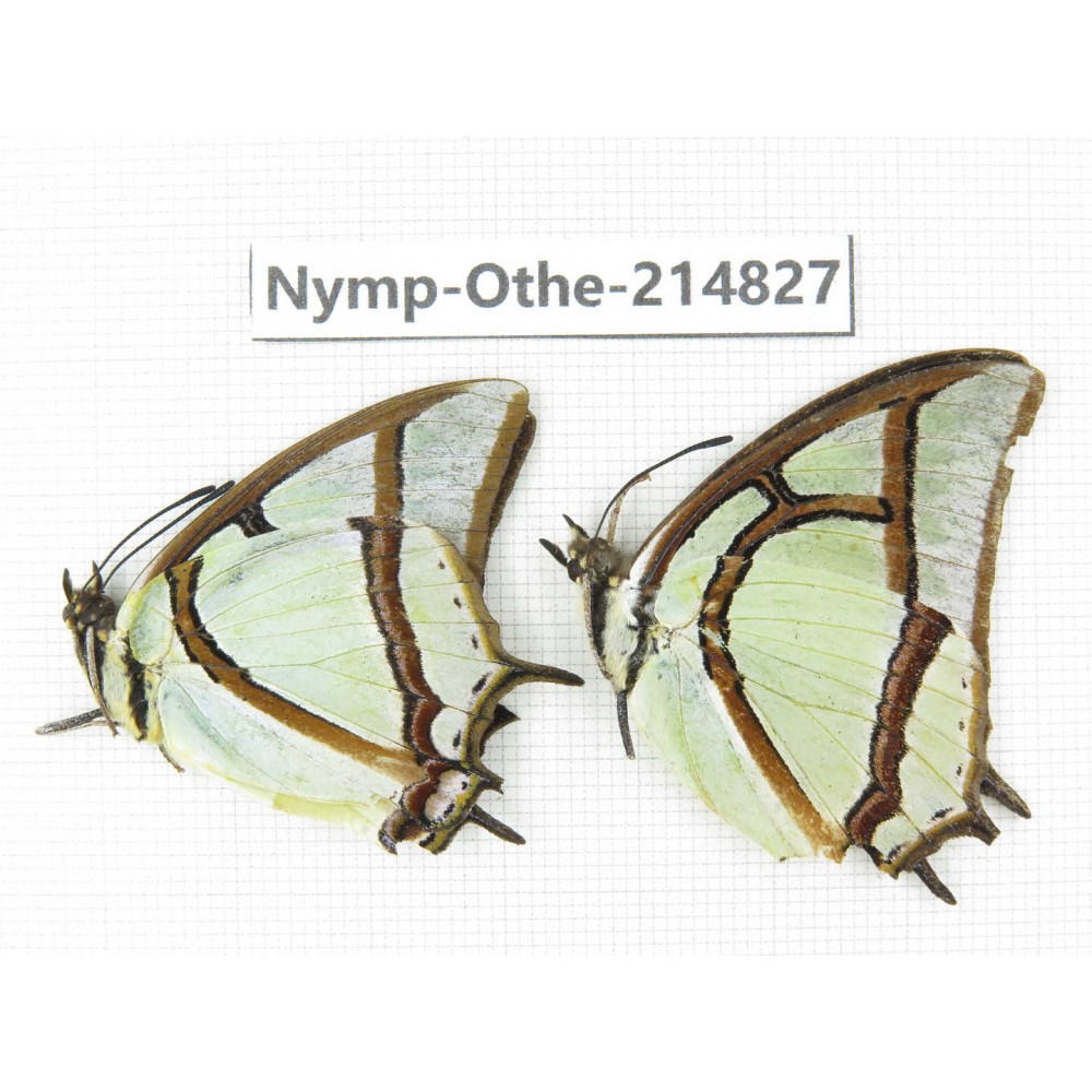 Polyura narcaea. China, Tibet, Linzhi, Motuo county, Beibeng. 2M. Nymp-Othe-214827.