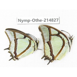 Polyura narcaea. China, Tibet, Linzhi, Motuo county, Beibeng. 2M. Nymp-Othe-214827.