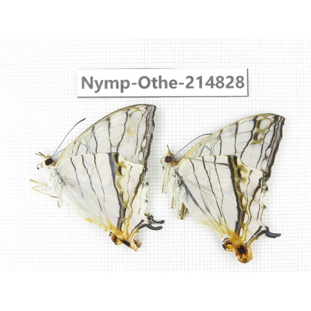 Cyrestis thyodamas ssp. China, Tibet, Linzhi, Motuo county, Beibeng. 2M. Nymp-Othe-214828.