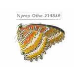 Cethosia biblis ssp. China, Tibet, Linzhi, Motuo county, Beibeng. 1M. Nymp-Othe-214839.