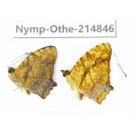 Symbrenthia lilaea. China, Tibet, Linzhi, Motuo county, Beibeng. 2M. Nymp-Othe-214846.