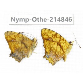 Symbrenthia lilaea. China, Tibet, Linzhi, Motuo county, Beibeng. 2M. Nymp-Othe-214846.