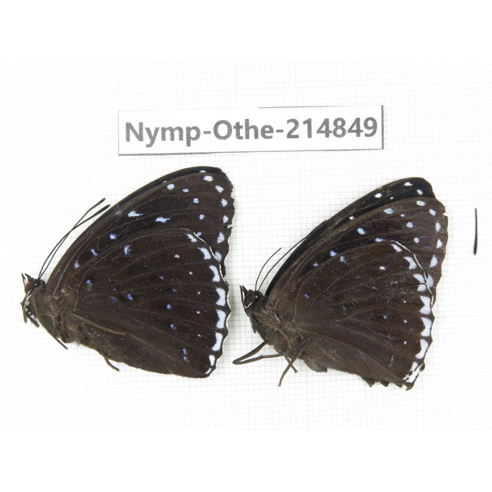 Stibochiona nicea ssp. China, Tibet, Linzhi, Motuo county, Beibeng. 2M. Nymp-Othe-214849.