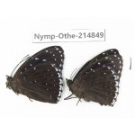 Stibochiona nicea ssp. China, Tibet, Linzhi, Motuo county, Beibeng. 2M. Nymp-Othe-214849.