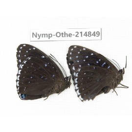 Stibochiona nicea ssp. China, Tibet, Linzhi, Motuo county, Beibeng. 2M. Nymp-Othe-214849.