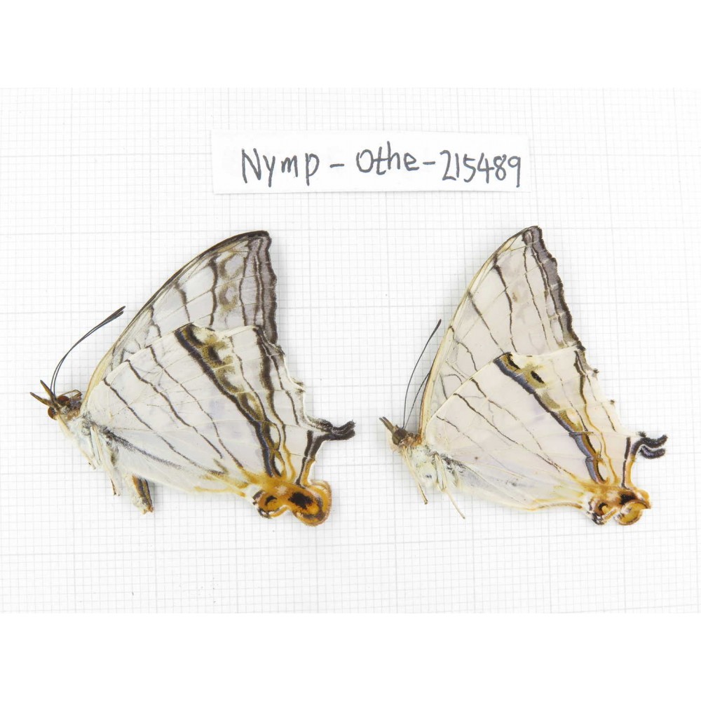 Cyrestis thyodamas ssp. China, Tibet, Linzhi, Motuo county, Beibeng. 2M. Nymp-Othe-215489.