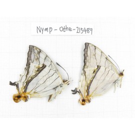 Cyrestis thyodamas ssp. China, Tibet, Linzhi, Motuo county, Beibeng. 2M. Nymp-Othe-215489.