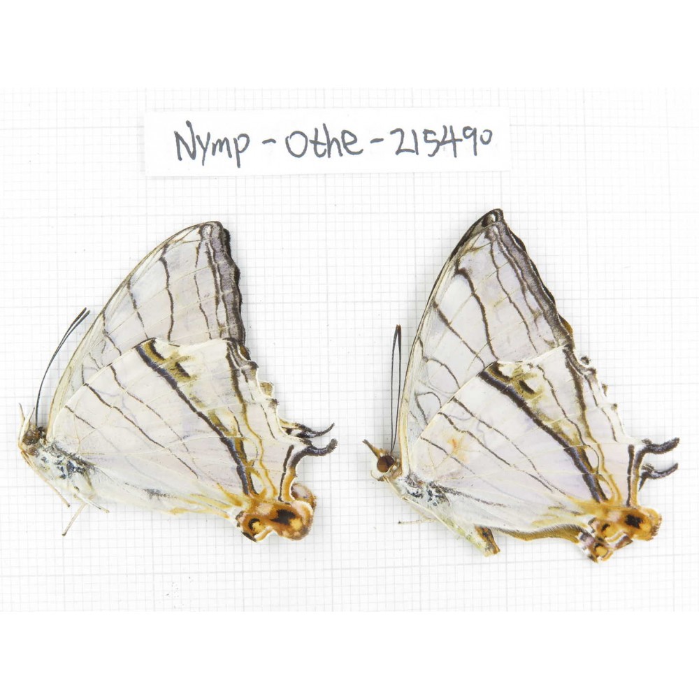 Cyrestis thyodamas ssp. China, Tibet, Linzhi, Motuo county, Beibeng. 2M. Nymp-Othe-215490.