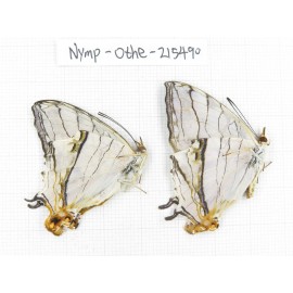Cyrestis thyodamas ssp. China, Tibet, Linzhi, Motuo county, Beibeng. 2M. Nymp-Othe-215490.