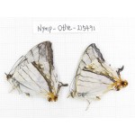 Cyrestis thyodamas ssp. China, Tibet, Linzhi, Motuo county, Beibeng. 2M. Nymp-Othe-215491.