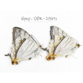 Cyrestis thyodamas ssp. China, Tibet, Linzhi, Motuo county, Beibeng. 2M. Nymp-Othe-215491.
