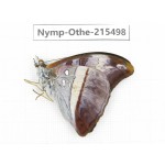 Parasarpa dudu. China, Tibet, Linzhi, Motuo county, Beibeng. 1M. Nymp-Othe-215498.