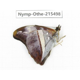 Parasarpa dudu. China, Tibet, Linzhi, Motuo county, Beibeng. 1M. Nymp-Othe-215498.