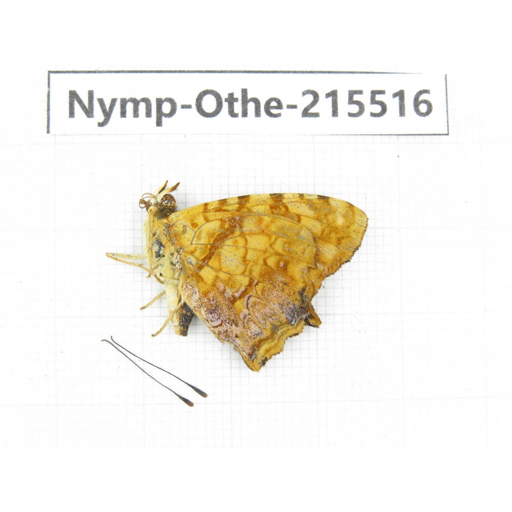 Symbrenthia lilaea. China, Tibet, Linzhi, Motuo county, Beibeng. 1M. Nymp-Othe-215516.