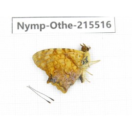 Symbrenthia lilaea. China, Tibet, Linzhi, Motuo county, Beibeng. 1M. Nymp-Othe-215516.