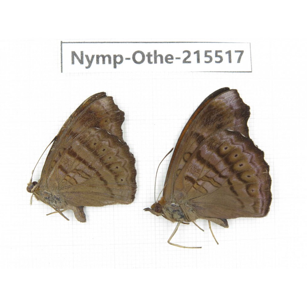 Pseudergolis wedah. China, Tibet, Linzhi, Motuo county, Beibeng. 2M. Nymp-Othe-215517.
