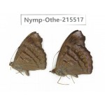 Pseudergolis wedah. China, Tibet, Linzhi, Motuo county, Beibeng. 2M. Nymp-Othe-215517.