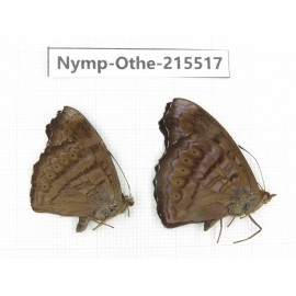 Pseudergolis wedah. China, Tibet, Linzhi, Motuo county, Beibeng. 2M. Nymp-Othe-215517.