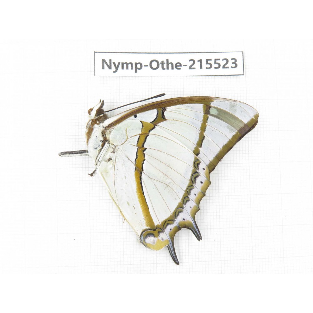 Polyura eudamippus ssp. China, Tibet, Linzhi, Motuo county, Beibeng. 1M. Nymp-Othe-215523.