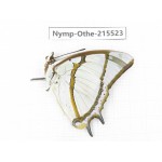 Polyura eudamippus ssp. China, Tibet, Linzhi, Motuo county, Beibeng. 1M. Nymp-Othe-215523.