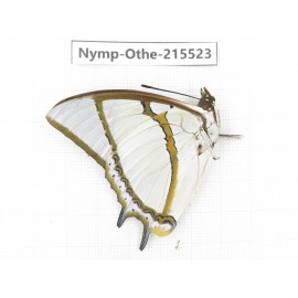Polyura eudamippus ssp. China, Tibet, Linzhi, Motuo county, Beibeng. 1M. Nymp-Othe-215523.