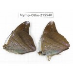 Auzakia danava. China, Tibet, Linzhi, Motuo county, Beibeng. 2M. Nymp-Othe-215548.