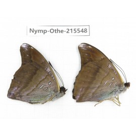 Auzakia danava. China, Tibet, Linzhi, Motuo county, Beibeng. 2M. Nymp-Othe-215548.