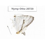 Cyrestis thyodamas ssp. China, Tibet, Linzhi, Motuo county, Beibeng. 1M. Nymp-Othe-20720.