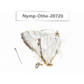 Cyrestis thyodamas ssp. China, Tibet, Linzhi, Motuo county, Beibeng. 1M. Nymp-Othe-20720.