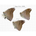 Auzakia danava. China, Tibet, Linzhi, Motuo county, Hanmi. 3M. Nymp-Othe-18002.