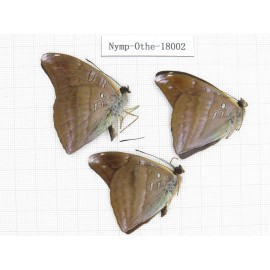 Auzakia danava. China, Tibet, Linzhi, Motuo county, Hanmi. 3M. Nymp-Othe-18002.