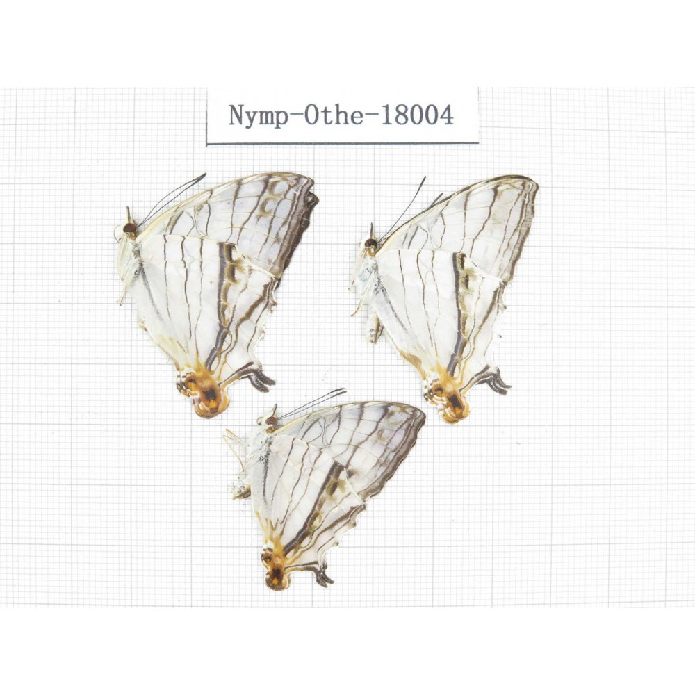 Cyrestis thyodamas ssp. China, Tibet, Linzhi, Motuo county, Hanmi. 3M. Nymp-Othe-18004.