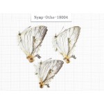 Cyrestis thyodamas ssp. China, Tibet, Linzhi, Motuo county, Hanmi. 3M. Nymp-Othe-18004.
