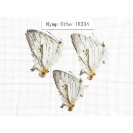 Cyrestis thyodamas ssp. China, Tibet, Linzhi, Motuo county, Hanmi. 3M. Nymp-Othe-18004.