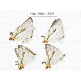 Cyrestis thyodamas ssp. China, Tibet, Linzhi, Motuo county, Hanmi. 4M. Nymp-Othe-18005.
