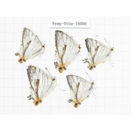 Cyrestis thyodamas ssp. China, Tibet, Linzhi, Motuo county, Hanmi. 5M. Nymp-Othe-18006.
