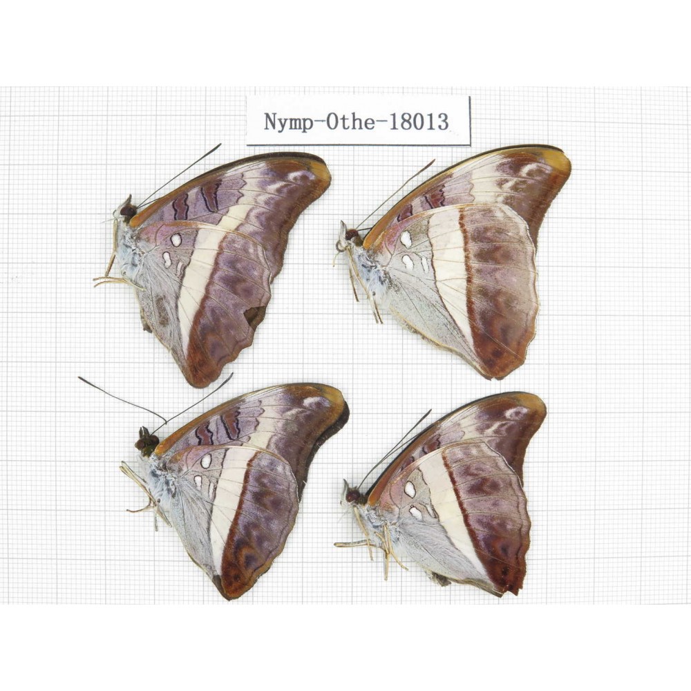 Parasarpa dudu ssp. China, Tibet, Linzhi, Motuo county, Hanmi. 4M. Nymp-Othe-18013.